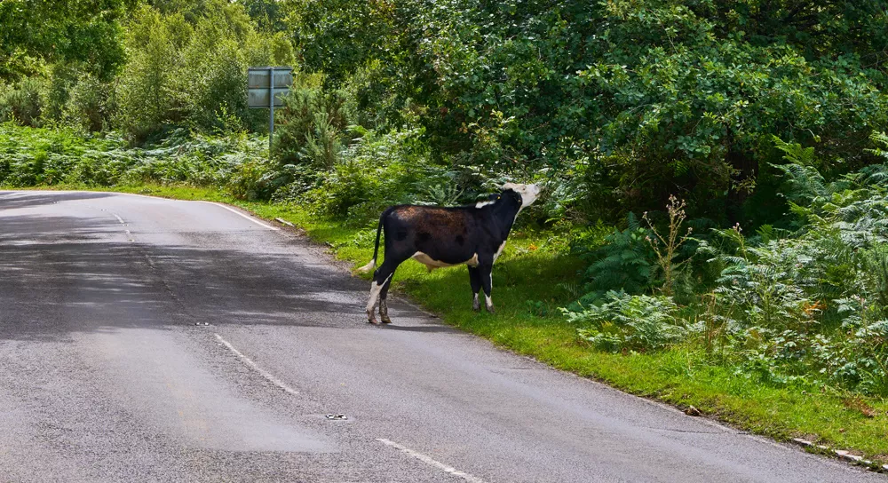 Bluebell Rise North Chailey building development by Boughtonwood Homes