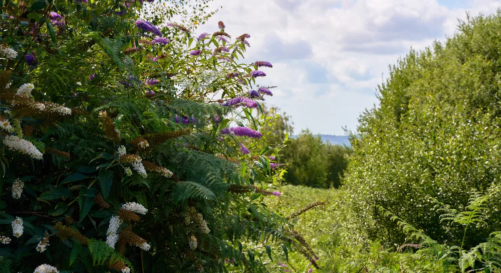 Bluebell Rise North Chailey building development by Boughtonwood Homes